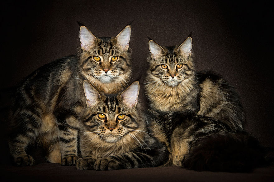 Maine Coon Cat