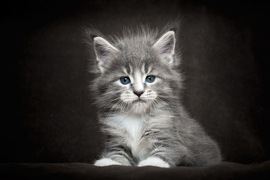 Maine Coon Cat