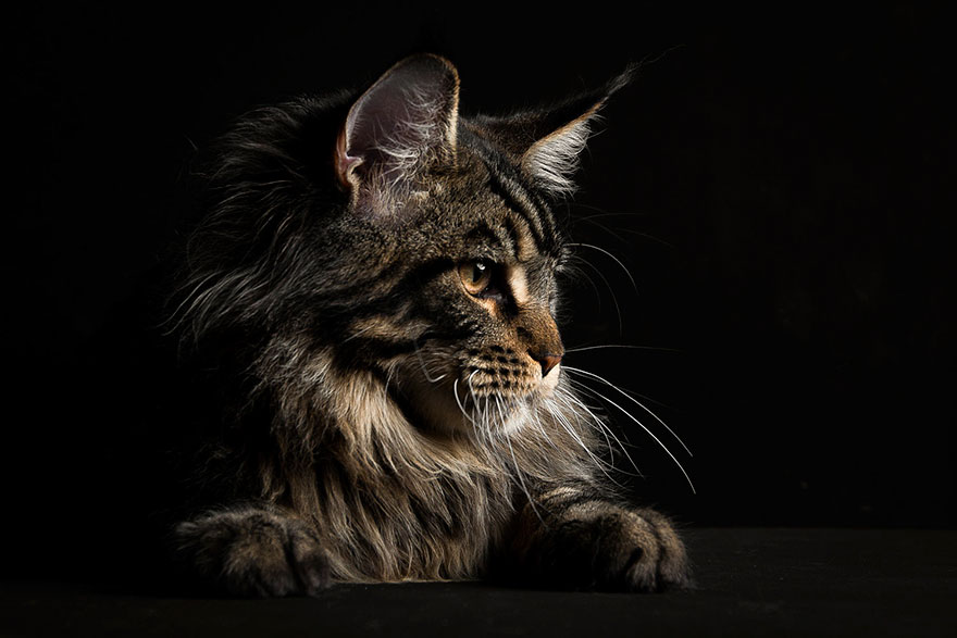 Maine Coon Cat