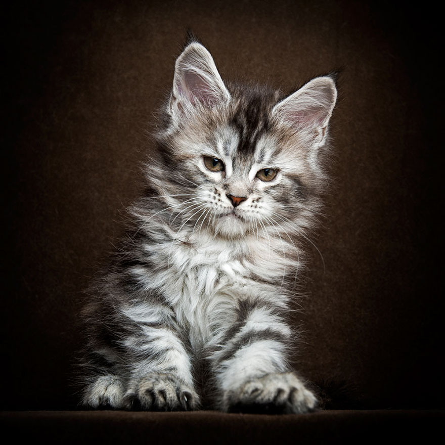 Maine Coon Cat