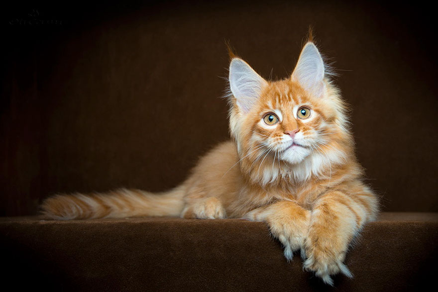 Maine Coon Cat