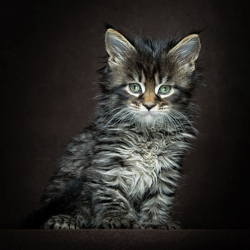 Maine Coon Cat