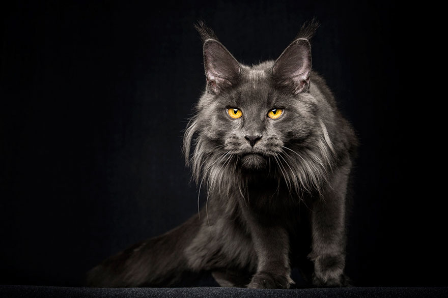 Maine Coon Cat