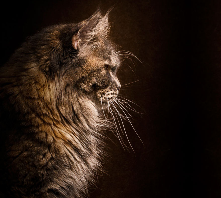 Maine Coon Cat