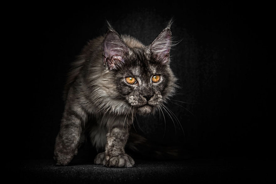 Maine Coon Cat