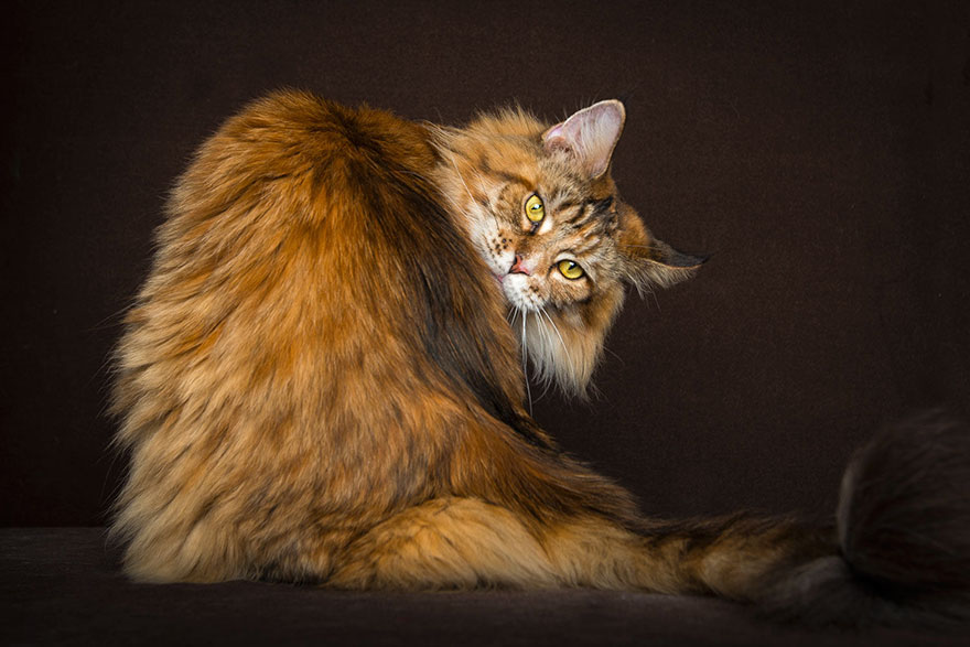 Maine Coon Cat