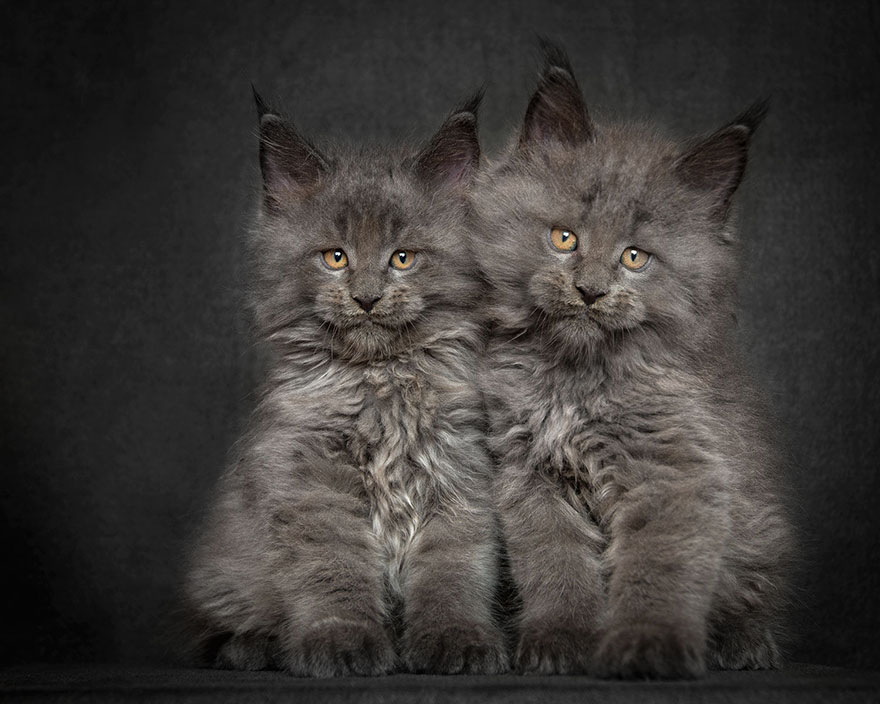 Maine Coon Cat