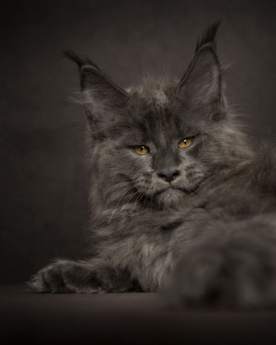 Maine Coon Cat