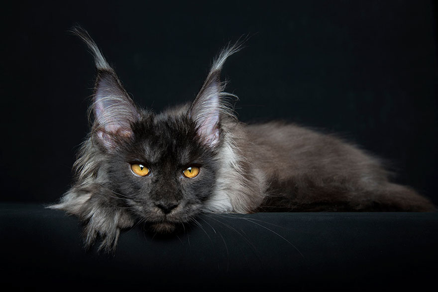 Maine Coon Cat