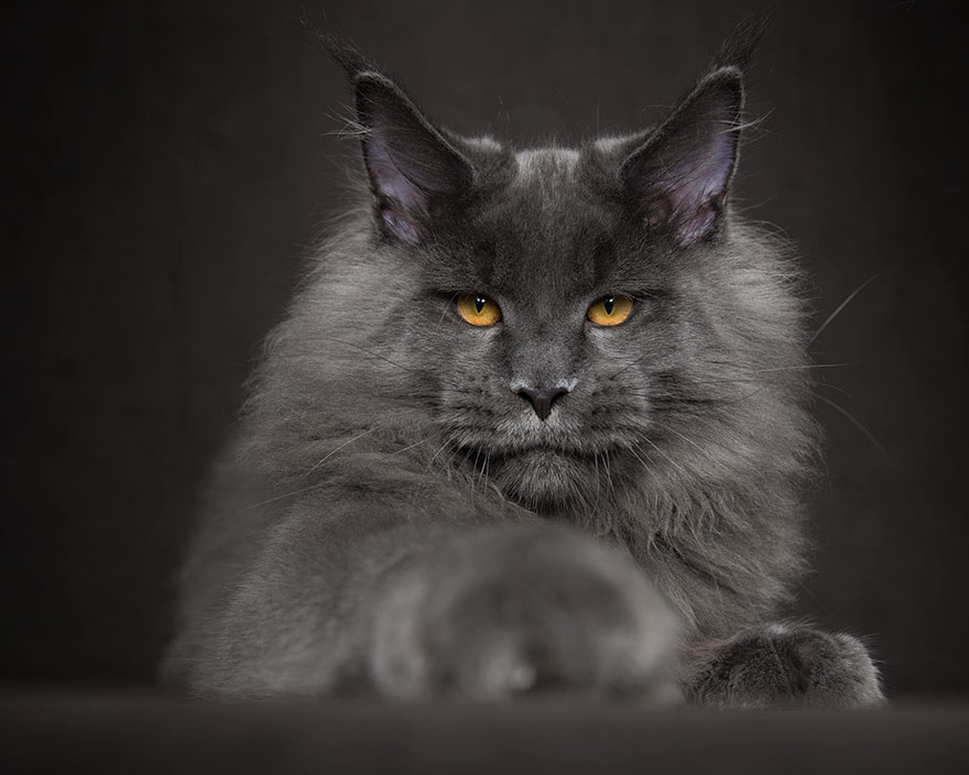 Maine Coon Cat