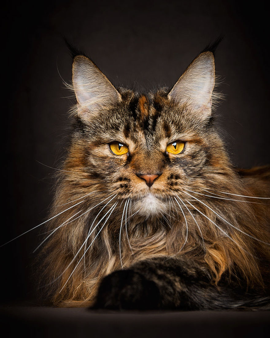 Maine Coon Cat