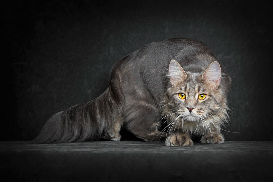 Maine Coon Cat