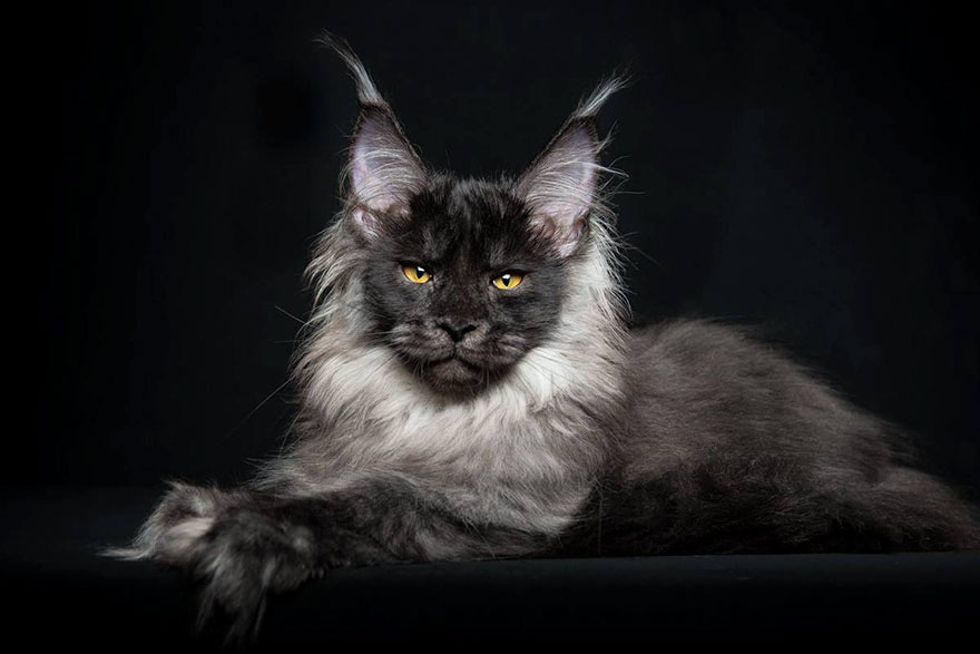 Maine Coon Cat