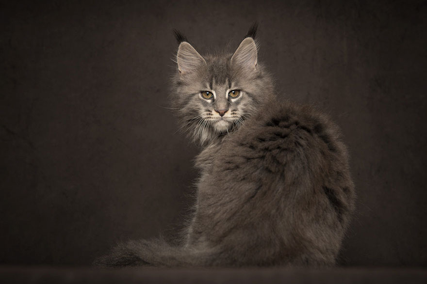 Maine Coon Cat