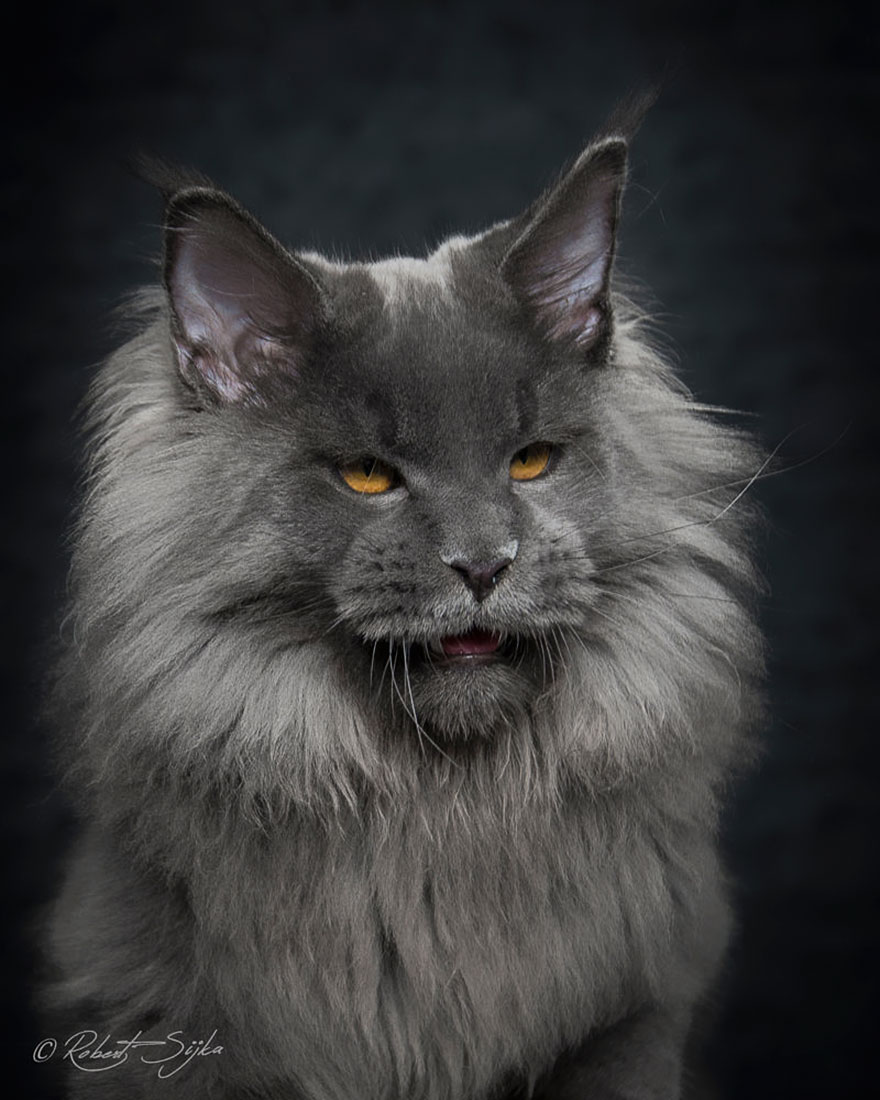 Maine Coon Cat