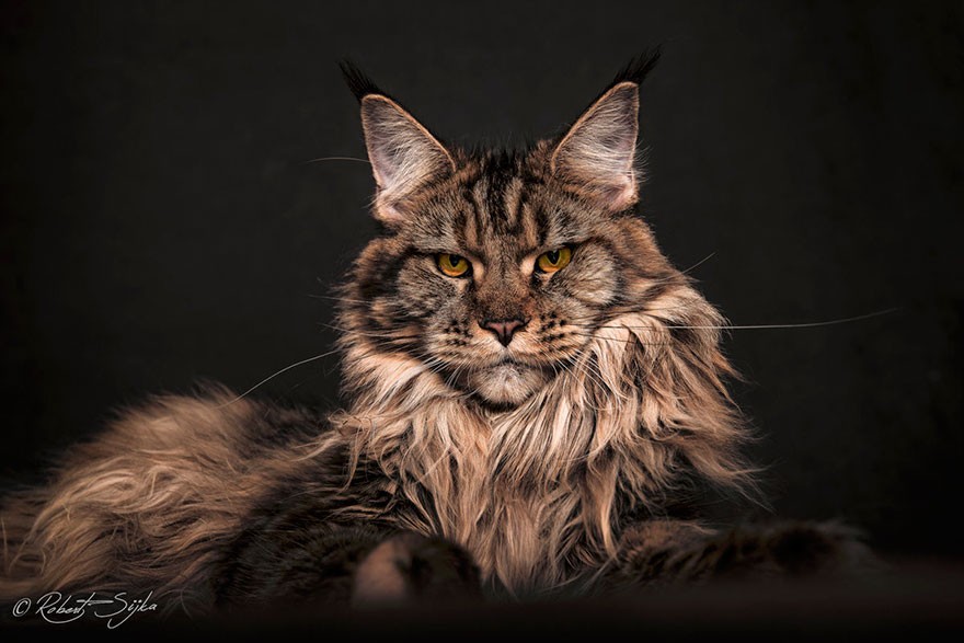 Maine Coon Cat