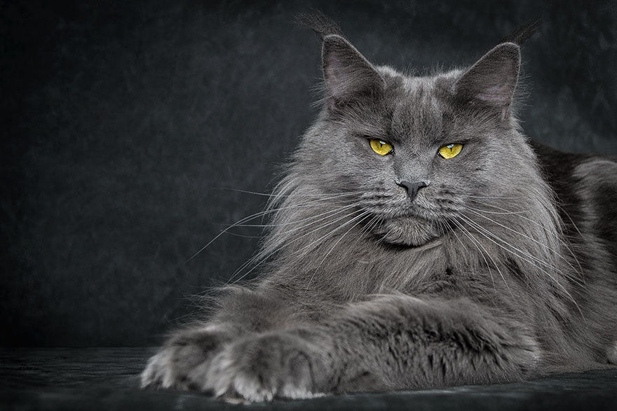 Maine Coon Cat