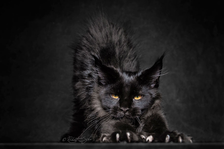 Maine Coon Cat