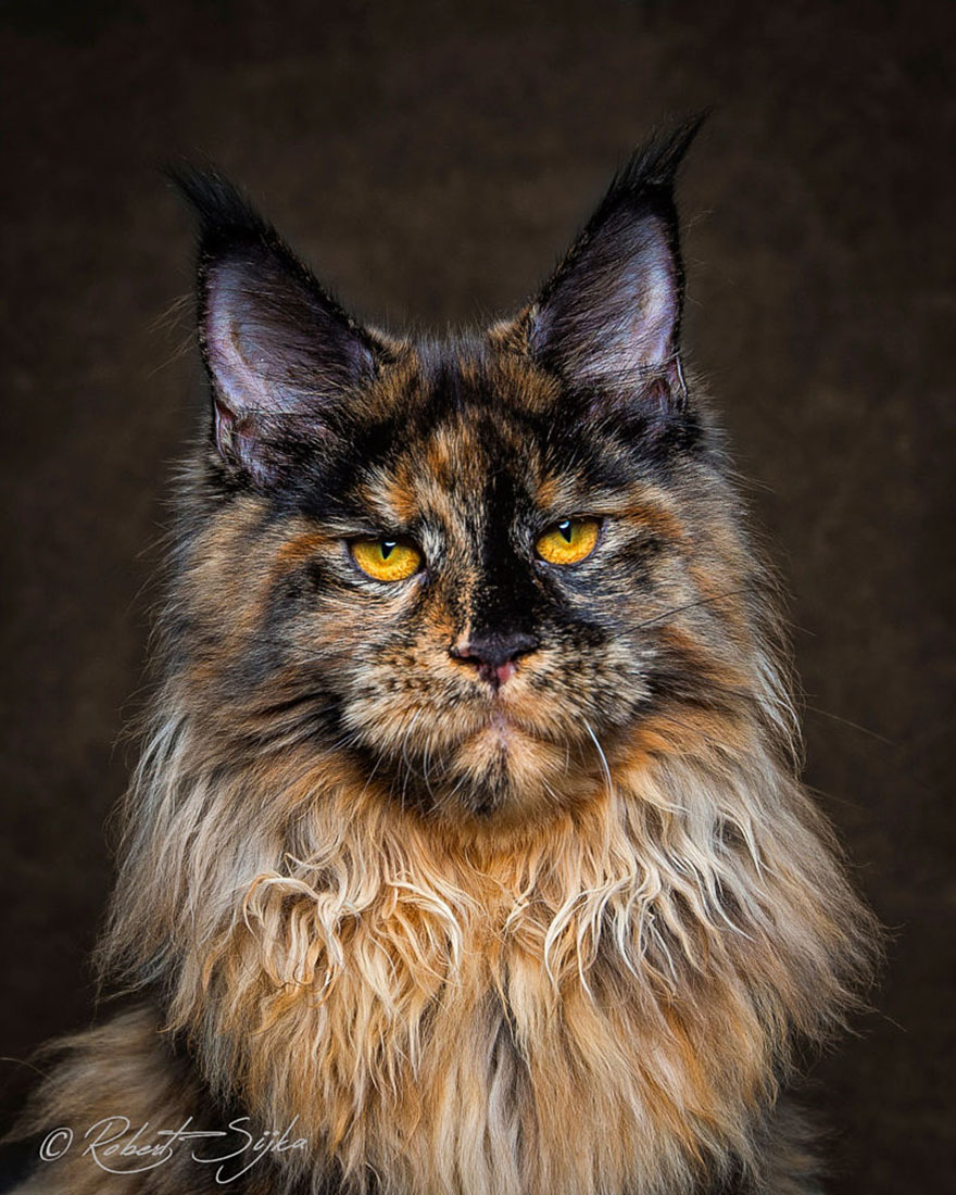 Maine Coon Cat