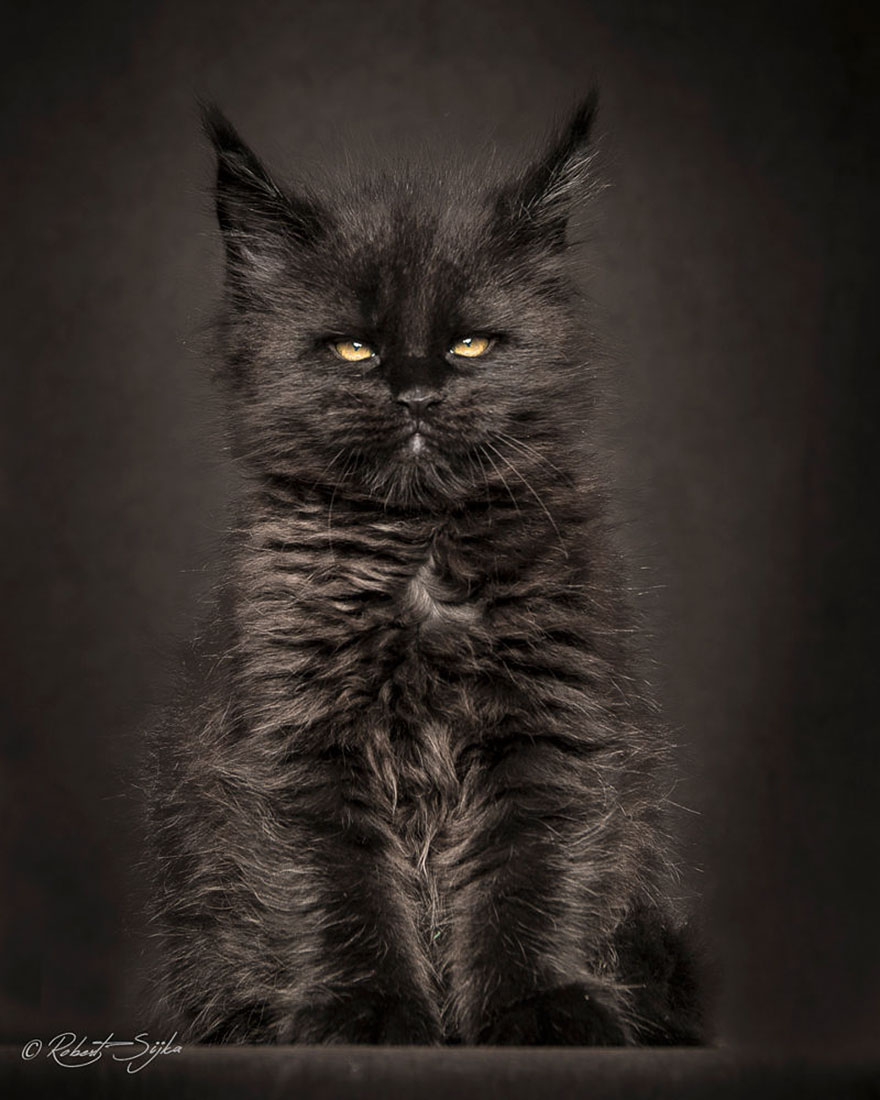 Maine Coon Cat