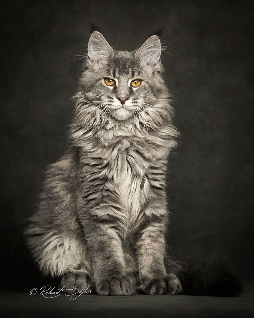 Maine Coon Cat