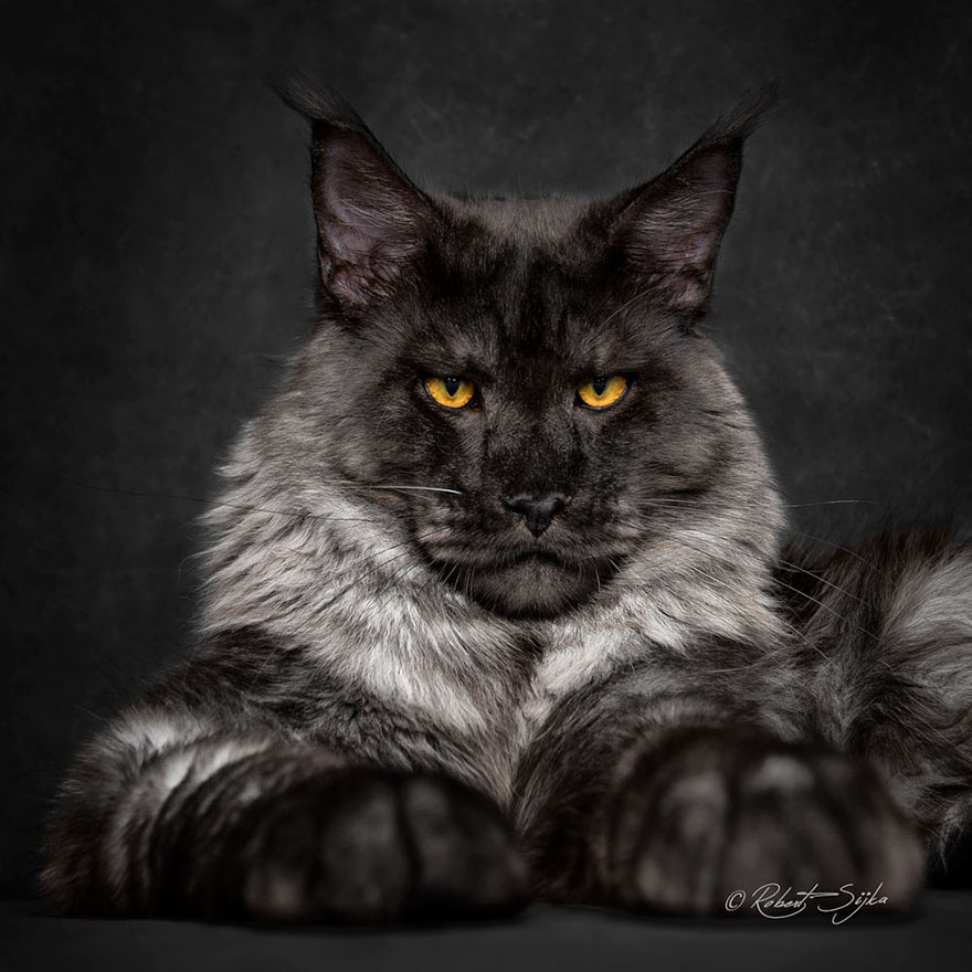 Maine Coon Cat