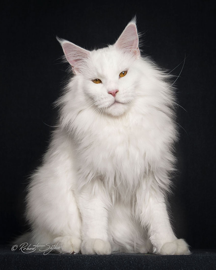 Maine Coon Cat