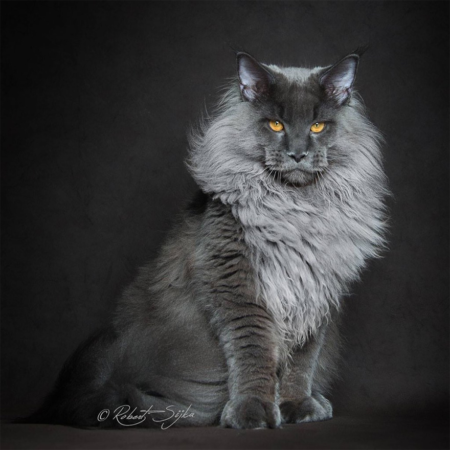 Maine Coon Cat