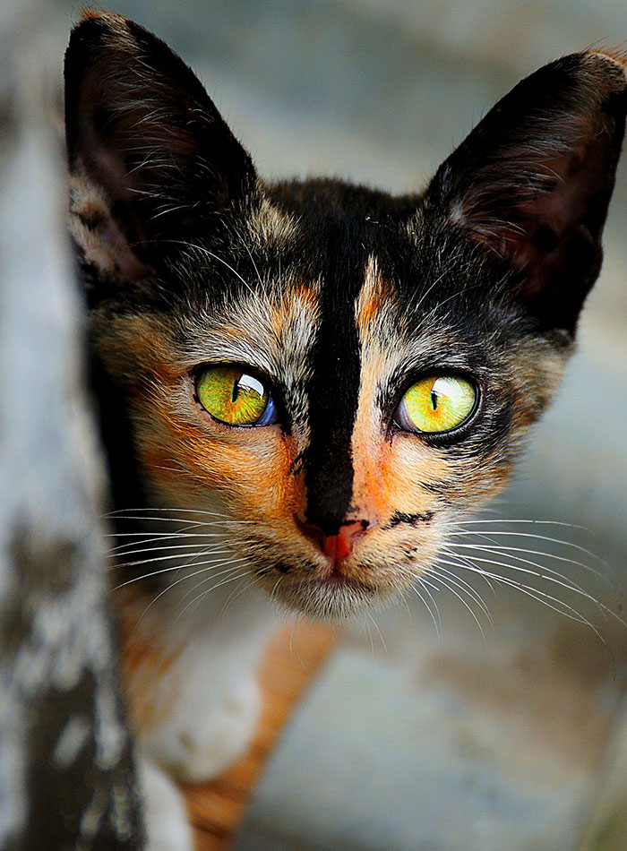 The Most Beautiful Cats In The World? You Be The Judge!