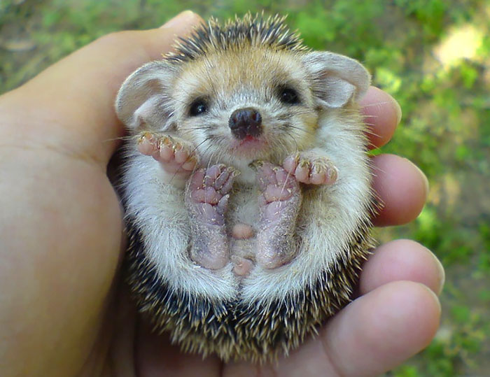 76 Adorable Hedgehog Pics To Celebrate Hedgehog Day Bored Panda