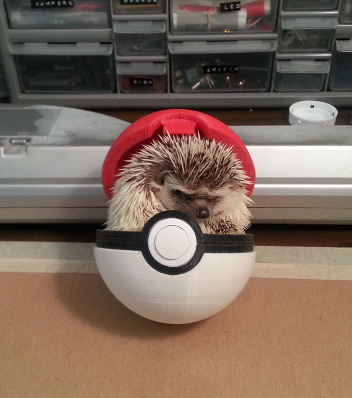 76 Adorable Hedgehog Pics To Celebrate Hedgehog Day Bored Panda