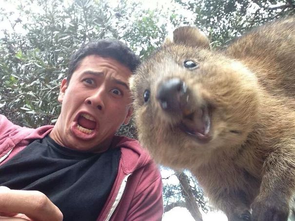 Man taking a selfie with a smiling quokka, known as the happiest animal.