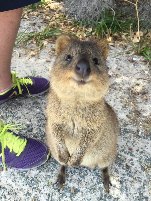 A happy quokka standing on a path, next to a person wearing running shoes.