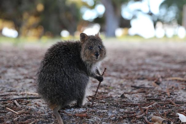 A quokka sitting on the ground in a park, holding a twig, showcasing its joyful expression.