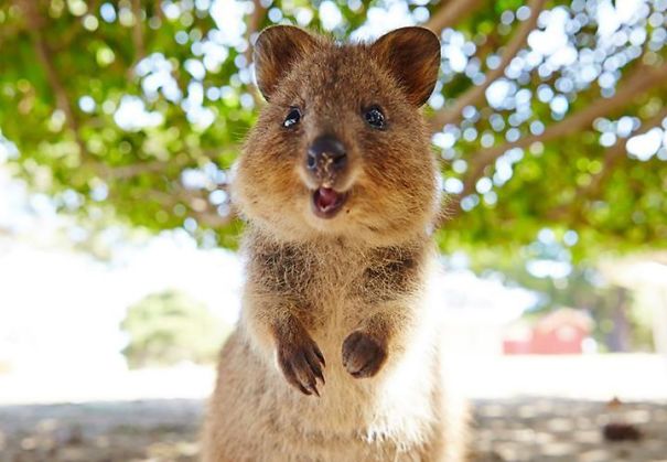 Smiling quokka standing outdoors, showcasing its joyful expression under a tree.