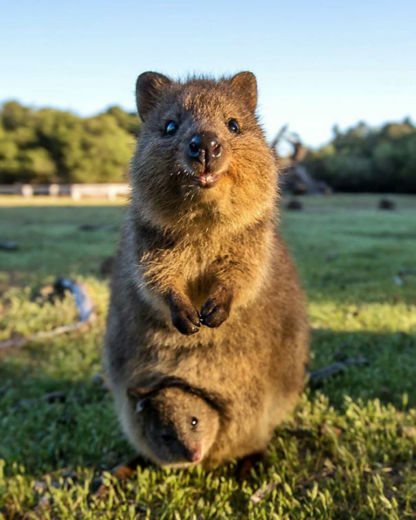 Quokka standing on green grass with a joey peeking out of its pouch, showcasing their happy expressions.