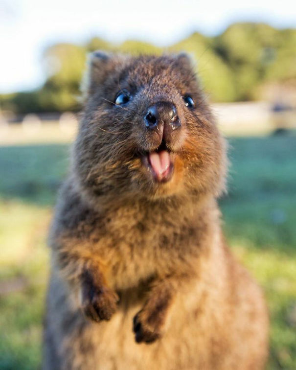 A cheerful quokka with an open mouth in a sunny, grassy setting.