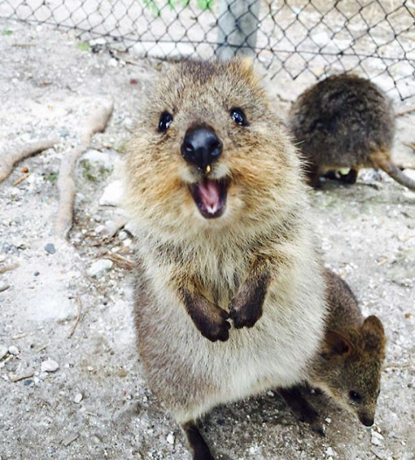 Quokka smiling widely, standing on sandy ground, showcasing their cheerful nature.