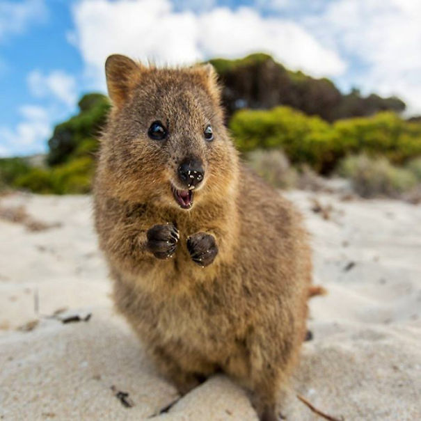 A cheerful quokka standing on a sandy beach, showcasing its happy expression amidst natural surroundings.