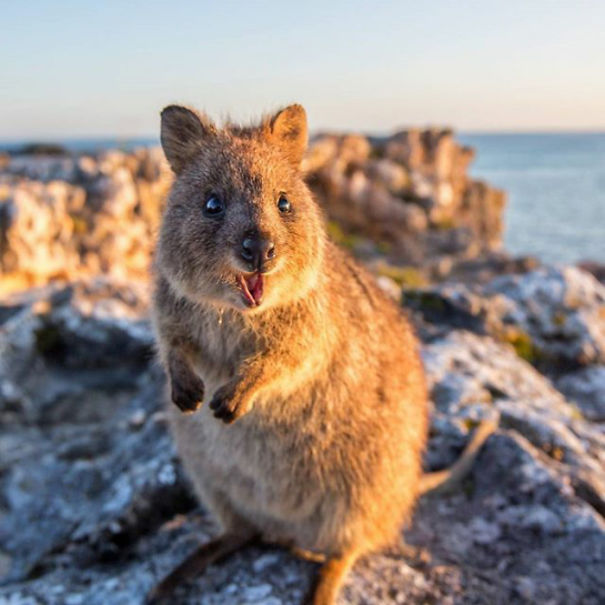 Quokka smiling on a rocky landscape at sunset, showcasing why they are known as the happiest animals.