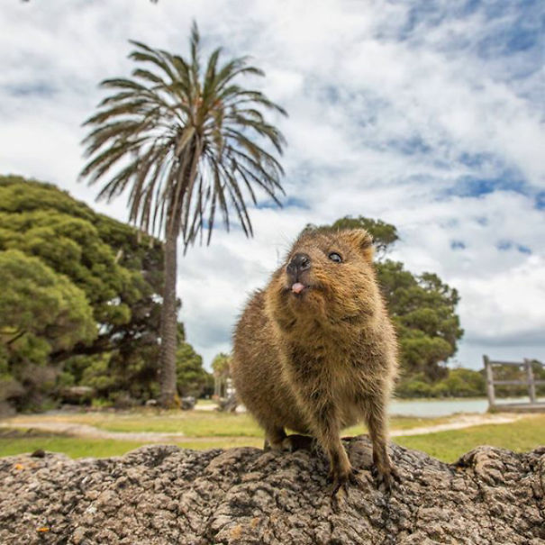 Quokka smiling in a natural setting with a palm tree and blue sky in the background.