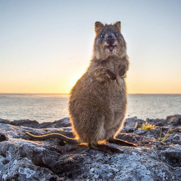 A happy quokka on rocks by the ocean at sunset, showcasing its cheerful expression.