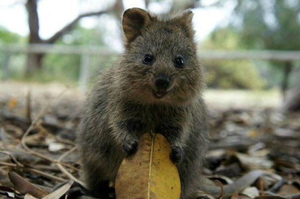 A quokka in a natural setting, holding a leaf, showcasing its cheerful expression.