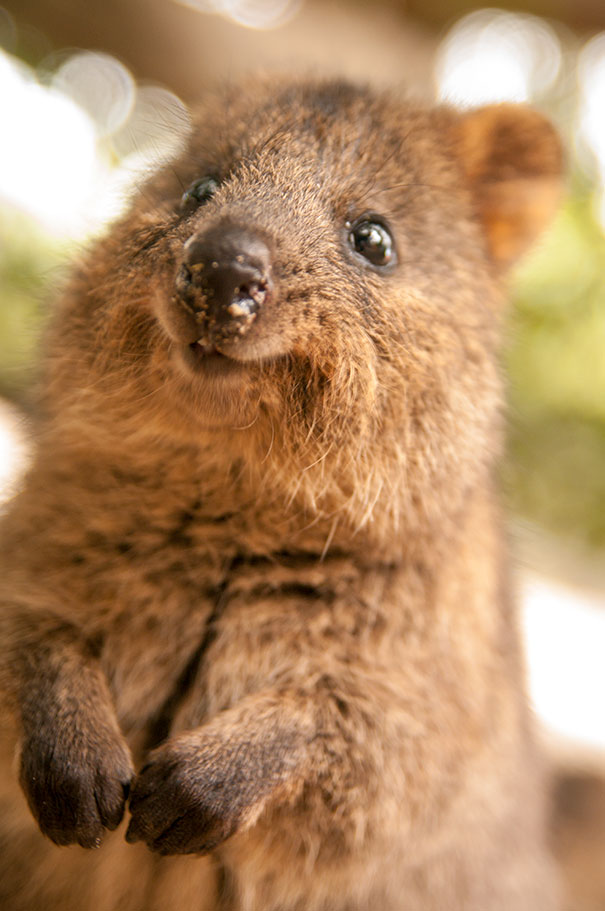 Close-up of a smiling quokka, known as the happiest animal in the world.