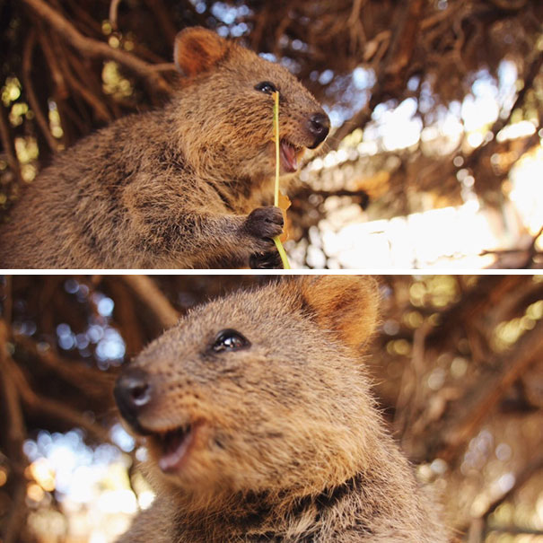 Happy Little Fella