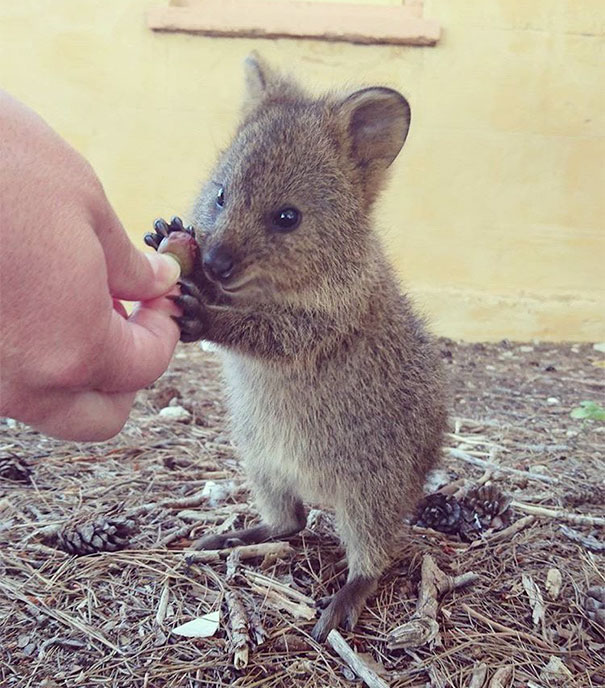 A quokka standing on hind legs, gently reaching for food from a person's hand.