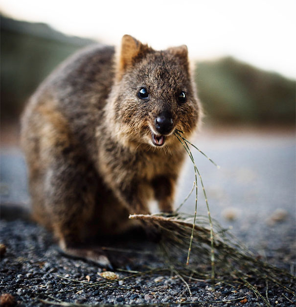 Small Quokka Enjoying A Treat