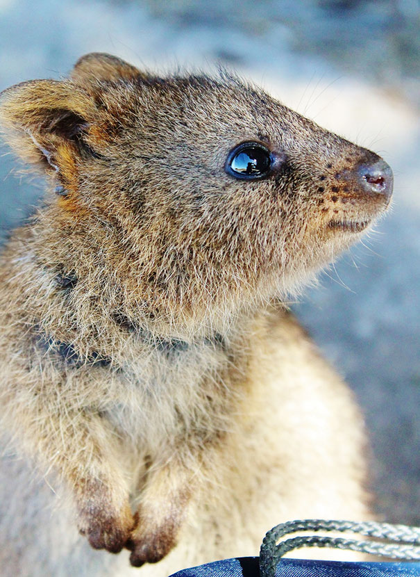 Close-up of a quokka with a happy expression, known as the happiest animal in the world.