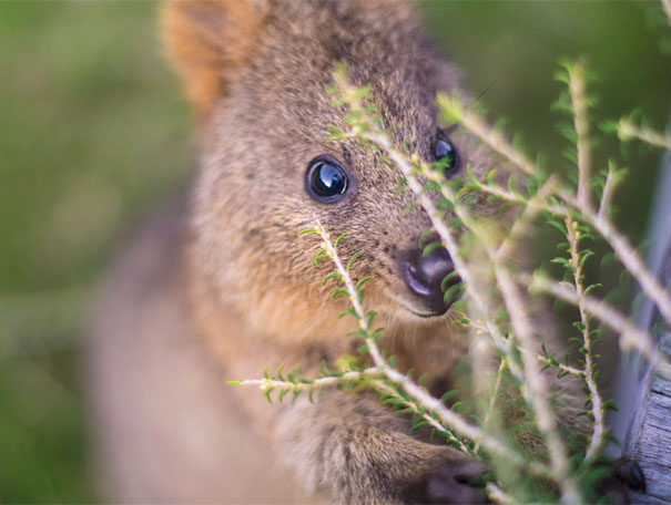 This Cute Quokka