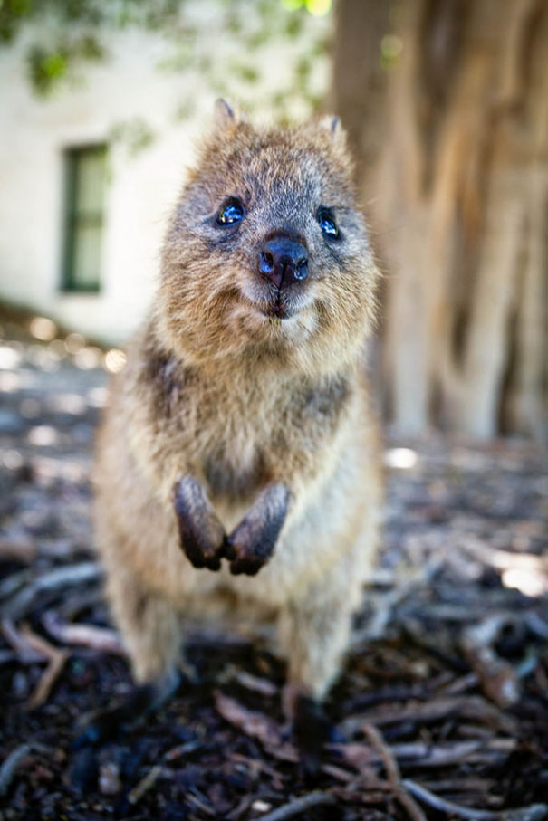 Quokka standing on hind legs, smiling in its natural habitat, showcasing why they're considered the happiest animals.